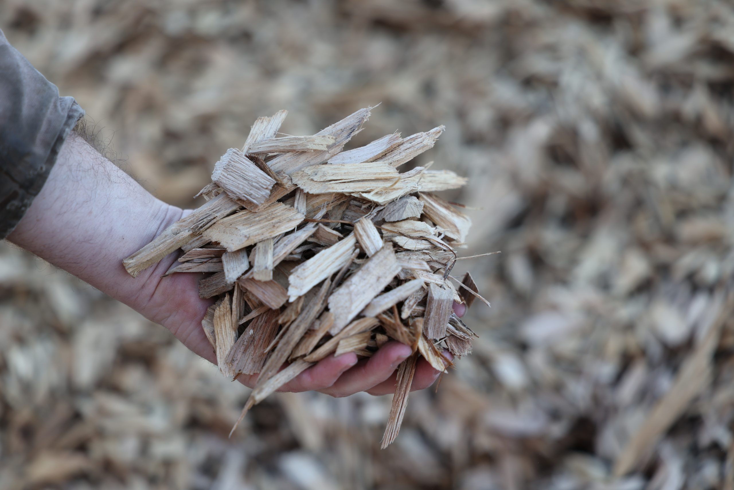 Raw Wood Chips
