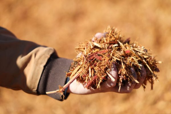 Cedar Mulch
