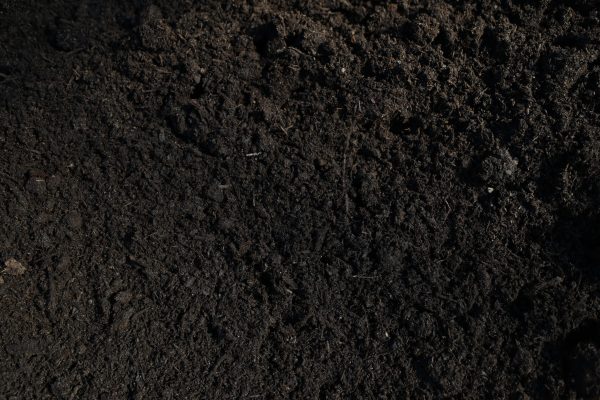 Dutch Cow Manure