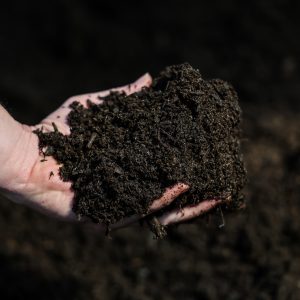 Dutch Cow Manure