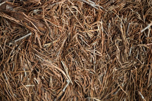 Pine Straw (Bale) - Image 2